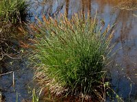 Carex elata 38, Stijve zegge, Saxifraga-Ed Stikvoort