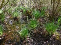 Carex elata 39, Stijve zegge, Saxifraga-Ed Stikvoort