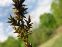 Carex elongata, Elongated Sedge