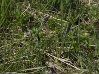 Carex ericetorum, Rare Spring-sedge