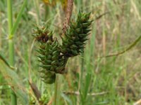 Carex extensa, Long-bracted Sedge