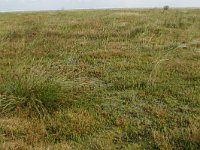 Carex extensa 10, Kwelderzegge, Saxifraga-Hans Boll