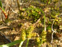 Carex extensa 12, Kwelderzegge, Saxifraga-Rutger Barendse