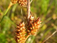 Carex extensa 13, Kwelderzegge, Saxifraga-Rutger Barendse