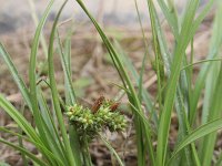 Carex extensa 14, Kwelderzegge, Saxifraga-Jeroen Willemsen