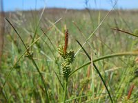 Carex extensa 15, Kwelderzegge, Saxifraga-Ed Stikvoort