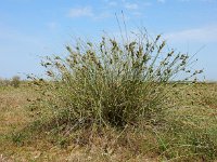 Carex extensa 16, Kwelderzegge, Saxifraga-Ed Stikvoort