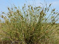 Carex extensa 17, Kwelderzegge, Saxifraga-Ed Stikvoort