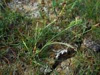 Carex extensa 19, Kwelderzegge, Saxifraga-Ed Stikvoort