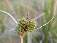 Carex extensa 20, Kwelderzegge, Saxifraga-Rutger Barendse