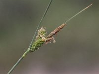 Carex extensa 7, Kwelderzegge, Saxifraga-Peter Meininger