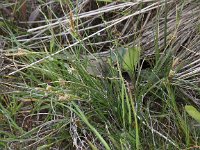 Carex extensa 9, Kwelderzegge, Saxifraga-Peter Meininger