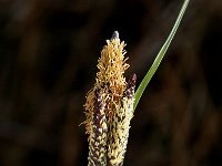 Carex flacca, Glaucous Sedge