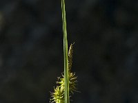 Carex flava, Large Yellow-sedge