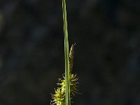 Carex flava 1, Gele zegge, Saxifraga-Jan van der Straaten