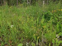 Carex flava 23, Gele zegge, Saxifraga-Hans Boll