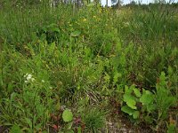 Carex flava 25, Gele zegge, Saxifraga-Hans Boll