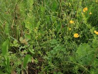 Carex flava 26, Gele zegge, Saxifraga-Hans Boll