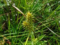 Carex flava 30, Gele zegge, Saxifraga-Hans Grotenhuis