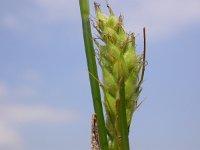Carex hirta, Hairy Sedge