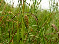 Carex hirta 14, Ruige zegge, Saxifraga-Hans Grotenhuis