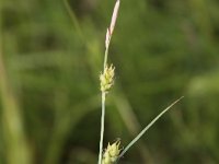 Carex hirta 5, Ruige zegge, Saxifraga-Peter Meininger