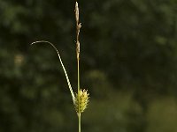 Carex hostiana, Tawny Sedge