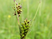 Carex hostiana 10, Blonde zegge, Saxifraga-Rutger Barendse