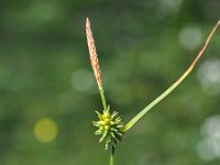 Carex hostiana 37, Blonde zegge, Saxifraga-Hzans Dekker