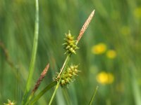 Carex hostiana 38, Blonde zegge, Saxifraga-Hans Dekker