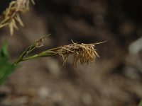 Carex humilis, Dwarf Sedge