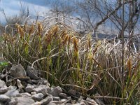 Carex humilis 3, Saxifraga-Jasenka Topic