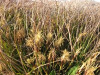 Carex humilis 5, Saxifraga-Jasenka Topic