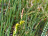 Carex lepidocarpa, Long-stalked Yellow-sedge