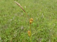 Carex lepidocarpa 12, Schubzegge, Saxifraga-Hans Grotenhuis