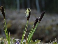 Carex montana, Soft-leaved Sedge