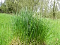 Carex nigra 13, Zwarte zegge, Saxifraga-Rutger Barendse