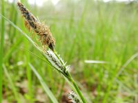 Carex nigra 15, Zwarte zegge, Saxifraga-Rutger Barendse