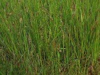 Carex nigra 19, Zwarte zegge, Saxifraga-Hans Boll