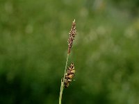 Carex nigra 4, Zwarte zegge, Saxifraga-Marijke Verhagen