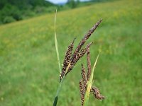 Carex nigra 5, Zwarte zegge, Saxifraga-Jasenka Topic