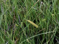 Carex nigra 6, Zwarte zegge, Saxifraga-Hans Boll