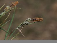 Carex nigra 7, Zwarte zegge, Saxifraga-Peter Meininger