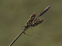 Carex nigra 9, Zwarte zegge, Saxifraga-Peter Meininger