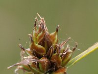 Carex oedipostyla