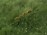 Carex otrubae, False Fox-sedge