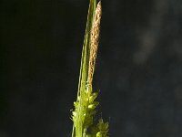Carex pallescens, Pale Sedge