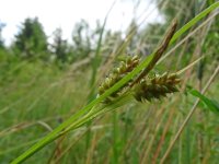 Carex pallescens 22, Bleke zegge, Saxifraga-Hans Grotenhuis