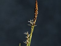Carex panicea, Carnation Sedge