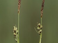 Carex panicea 32, Blauwe zegge, Saxifraga-Willem van Kruijsbergen